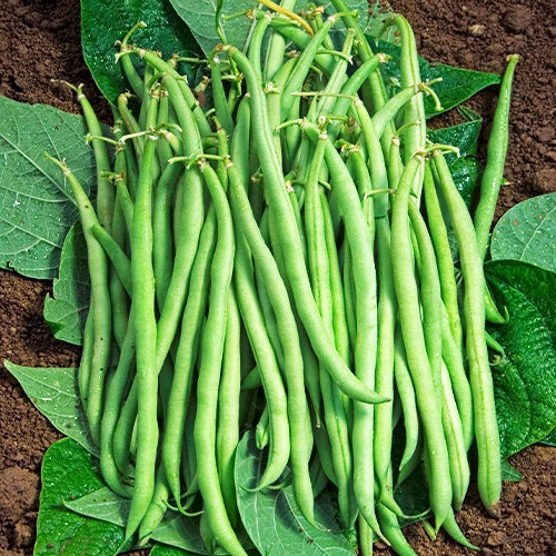 Haricot nain mangetout Braimar - Phaseolus vulgaris braimar - Potager