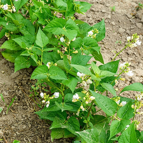 Haricot nain mangetout Braimar - Phaseolus vulgaris braimar - Haricots nains mangetout