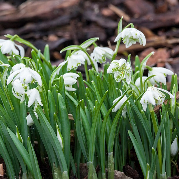 10 Perce-neige double - Galanthus nivalis flore pleno