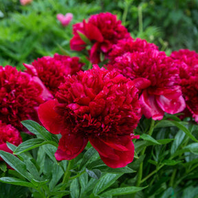 Mélange de 3 pivoines : Immaculée, Sorbet, Red Charm - Paeonia lactiflora x Sorbet, Immaculée, Red Charm - Plantes vivaces