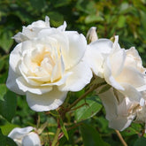 Rosier White Symphony - Rosa White Symphony