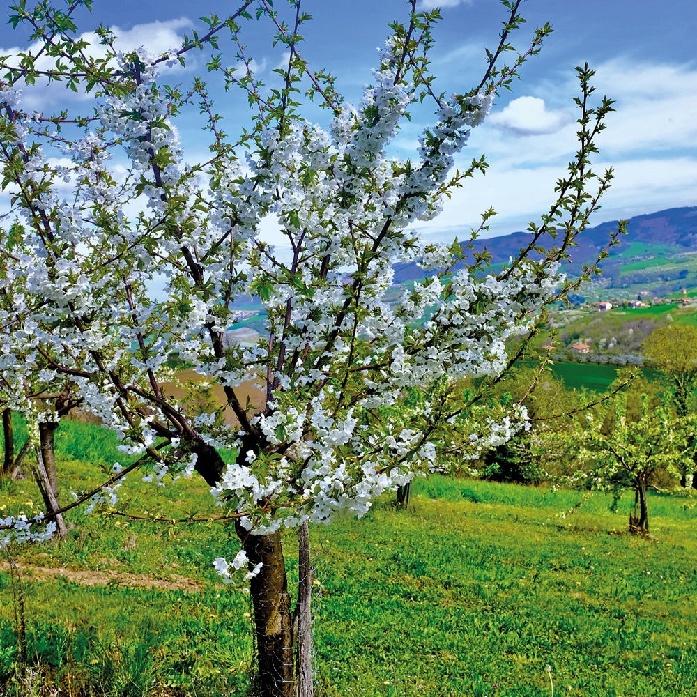 Cerisier Bigarreau Van - Prunus avium Van - Plantes