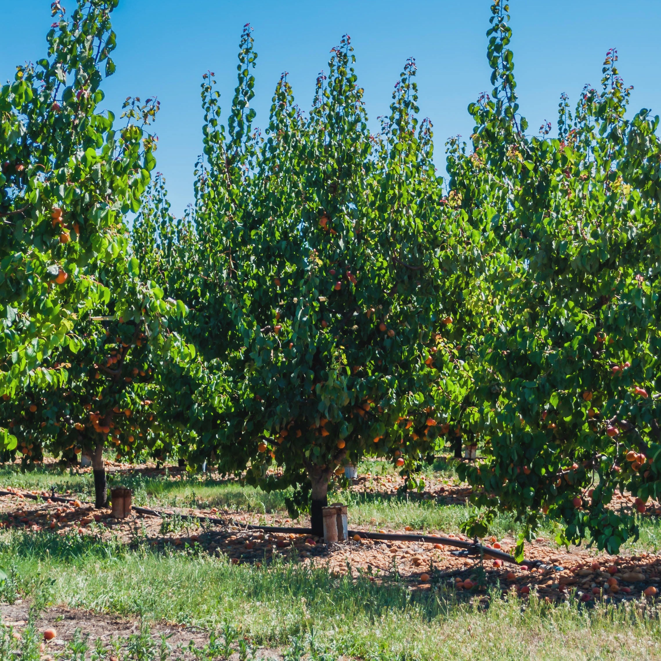 Abricotier Polonais - Prunus armeniaca polonais