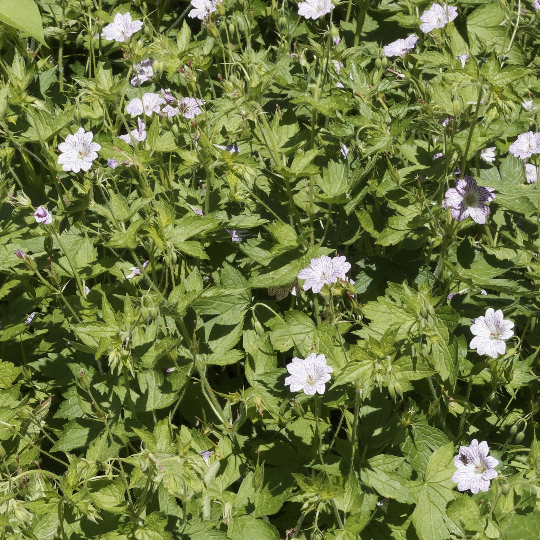 9 Géraniums vivaces en mélange - Geranium oxonianum katharine adèle , himalayense, - Plantes