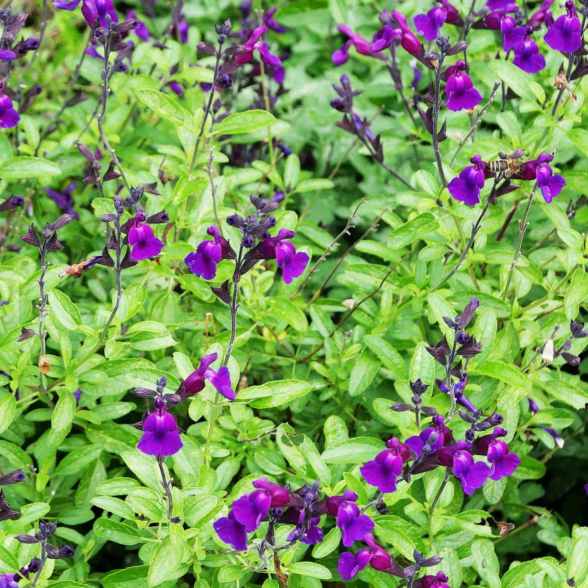 Sauge Violette de Loire ® - Salvia jamensis Violette de Loire ® Barsal - Willemse