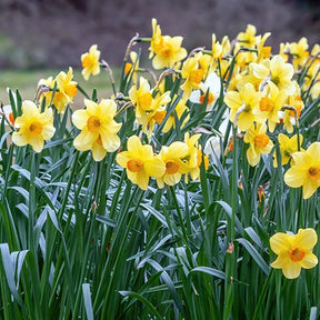 Collection de 30 Narcisses Fortune et Rijnveld Early Sensation - Narcissus 'fortune', 'rijnveld early sensation', ' - Plantes