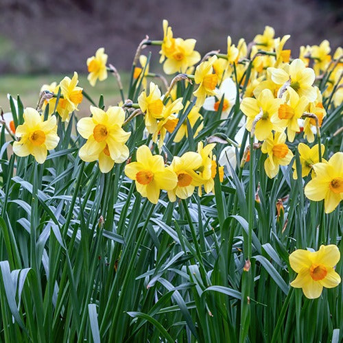 Collection de 30 Narcisses Fortune et Rijnveld Early Sensation - Narcissus 'fortune', 'rijnveld early sensation', ' - Plantes