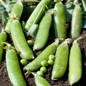 Pois ridé Téléphone nain - Pisum sativumtéléphone nain - Graines de fruits et légumes