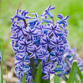 5 Jacinthes Rembrandt ® - Hyacinthus orientalis rembrandt ® - Plantes