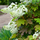 Hortensia à feuilles de chêne - Hydrangea quercifolia