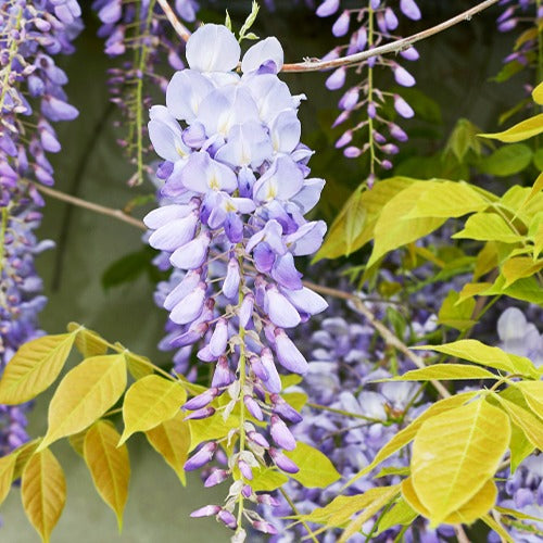 Glycine bleue sur tige - Wisteria sinensis - Plantes grimpantes