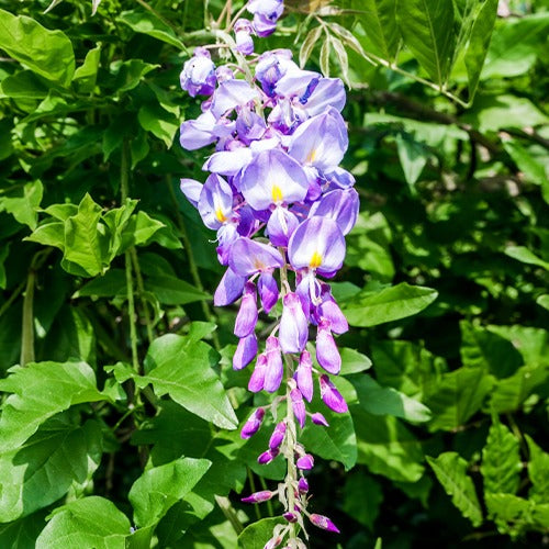 Glycine bleue sur tige - Wisteria sinensis - Glycines