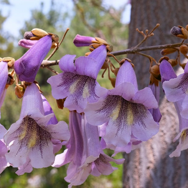 L'Arbre impérial - Paulownia tomentosa - Arbres