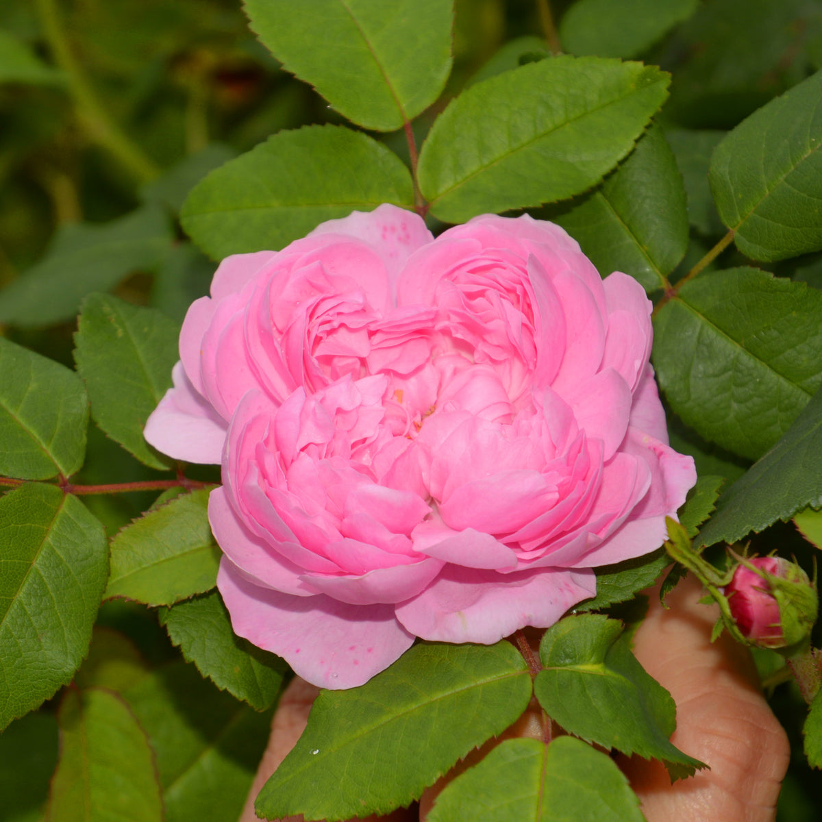 Rosier Comte de Chambord - Rosa Comte de Chambord - Willemse