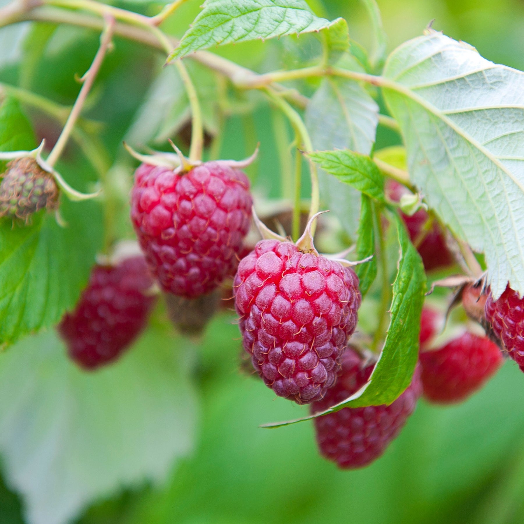 Collection de 9 Fruitiers à fruits rouges - Rubus idaeus 'sumo 2', ribes rubrum 'rovada', frag - Plantes