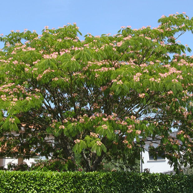 Arbre à soie rose - Albizia julibrissin rosea - Albizia