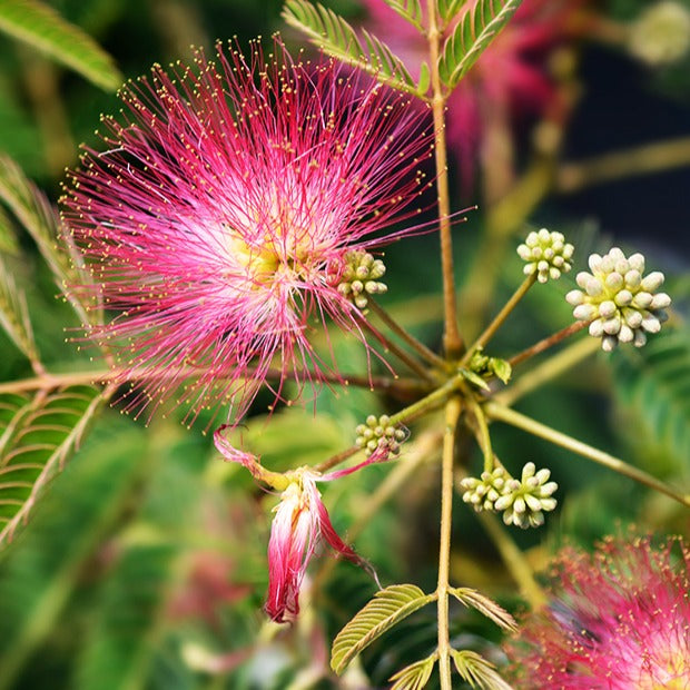 Arbre à soie rose - Albizia julibrissin rosea