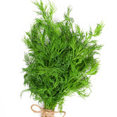 Plant d'Aneth - Willemse