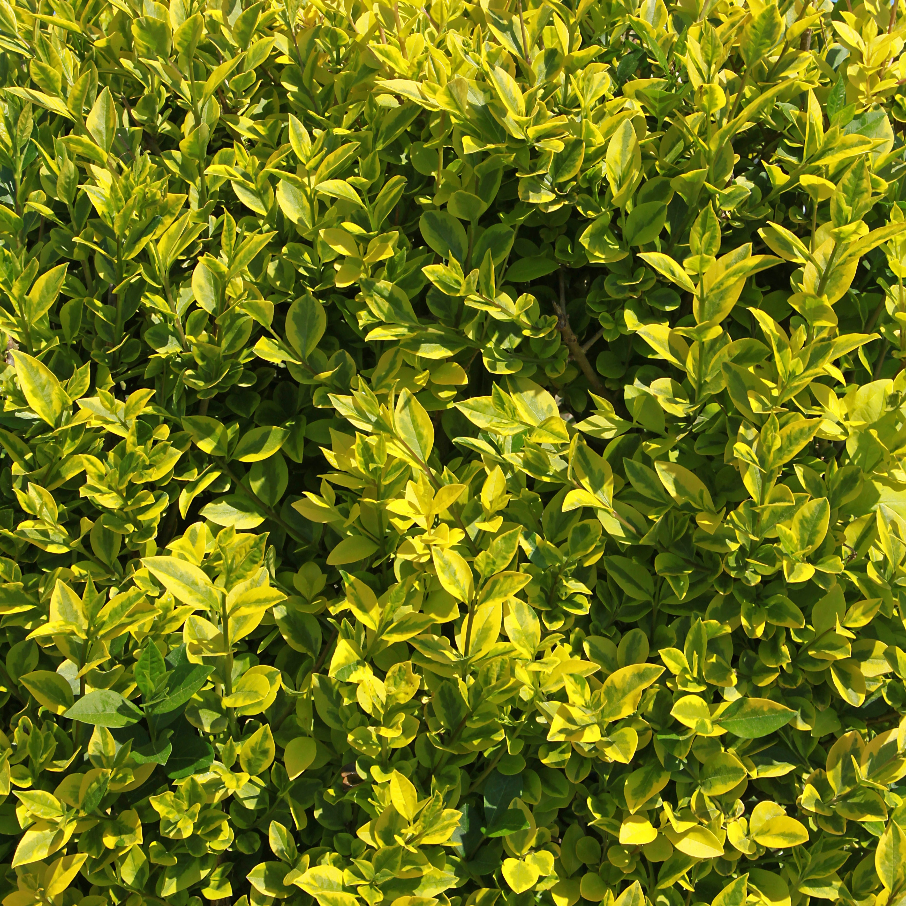 Troène de Californie doré - Ligustrum ovalifolium aureum - Arbustes