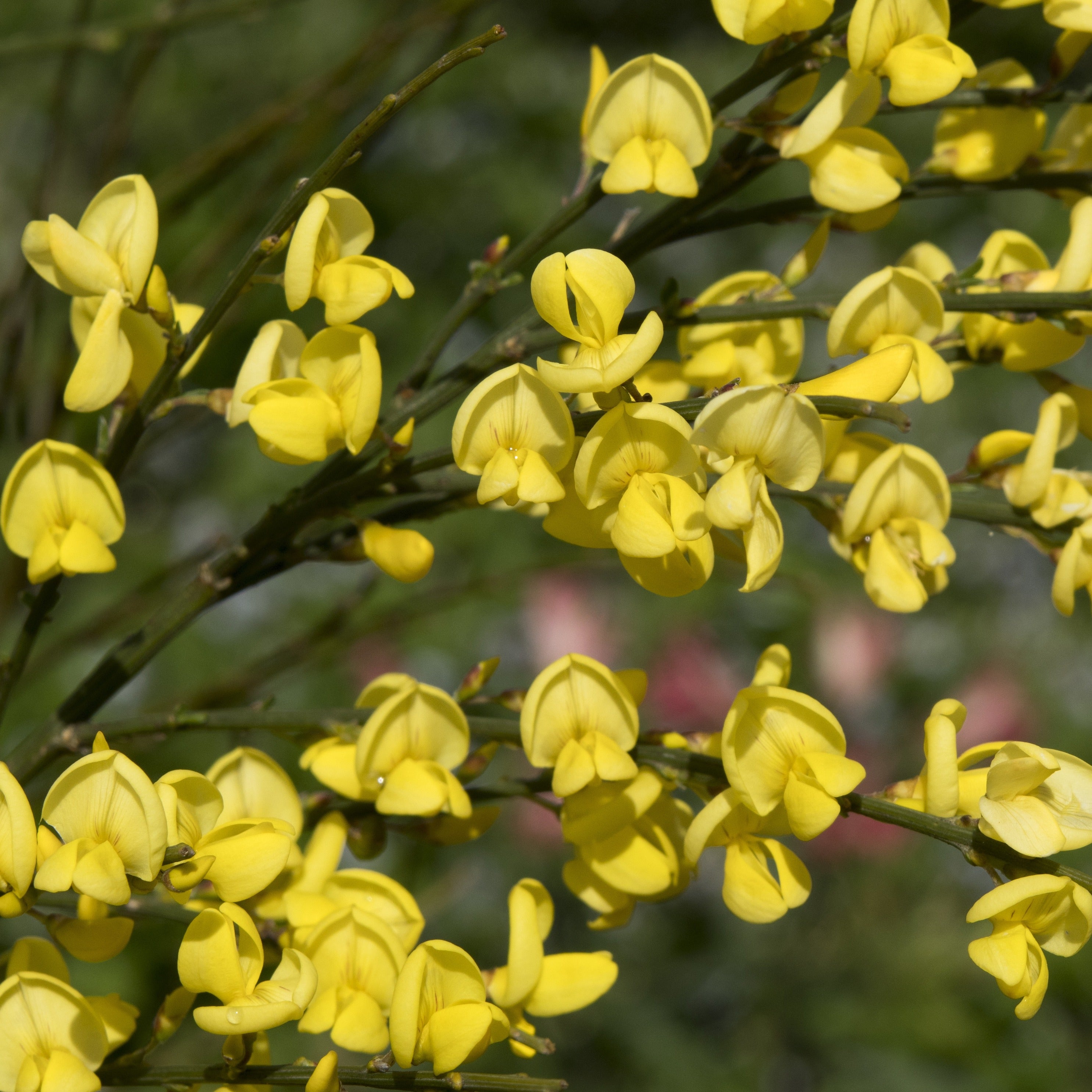 Haie de 3 Genêts : blanc, rouge, jaune - Cytisus praecox allgold, albus, boskoop ruby - Genêts