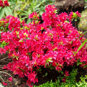 Azalée du Japon rouge - Azalea japonica red - Azalées