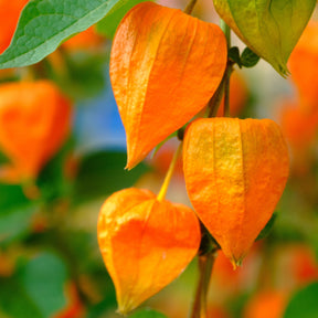 Amour en cage Franchetii - Physalis franchetii gigantea (alkekengi) - Plantes vivaces