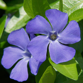 Grande pervenche - Vinca major - Plantes