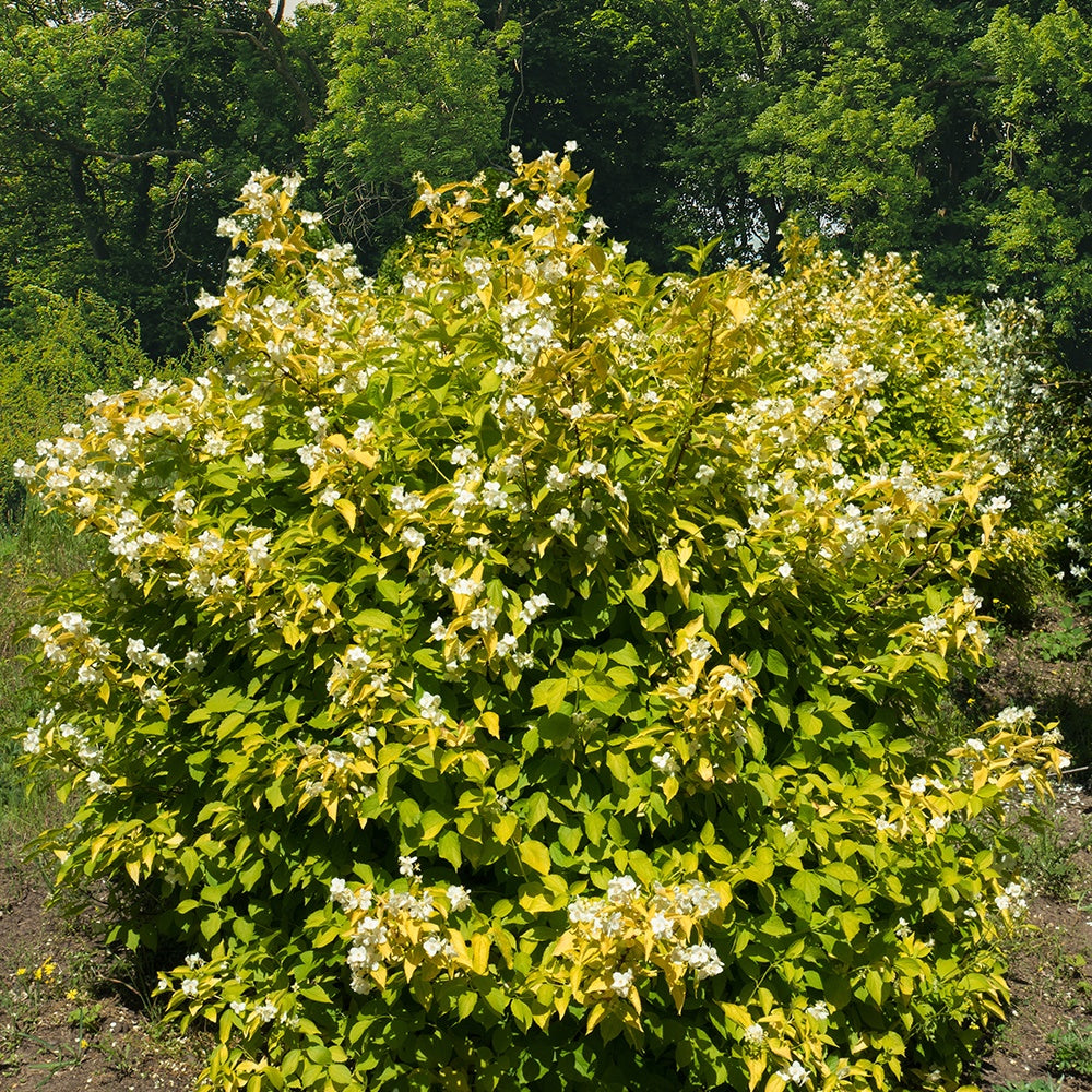 Seringat doré - Philadelphus - Philadelphus corononarius aureus - Plantes