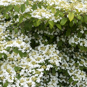 Viorne de Chine Watanabe - Viburnum plicatum 'watanabe' - Plantes