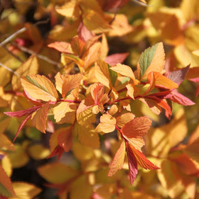 Spirée du Japon Firelight - Spiraea japonica firelight - Plantes