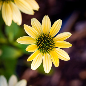 Rudbeckia pourpre Mellow Yellows - Echinacea - Echinacea purpurea mellow yellows - Plantes