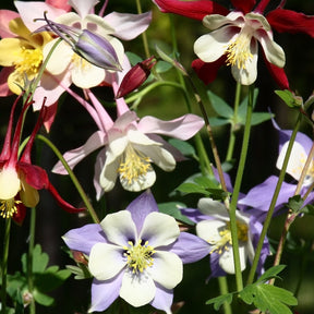 3 Ancolies hybrides Mac Kana - Aquilegia mckana hybrids - Plantes