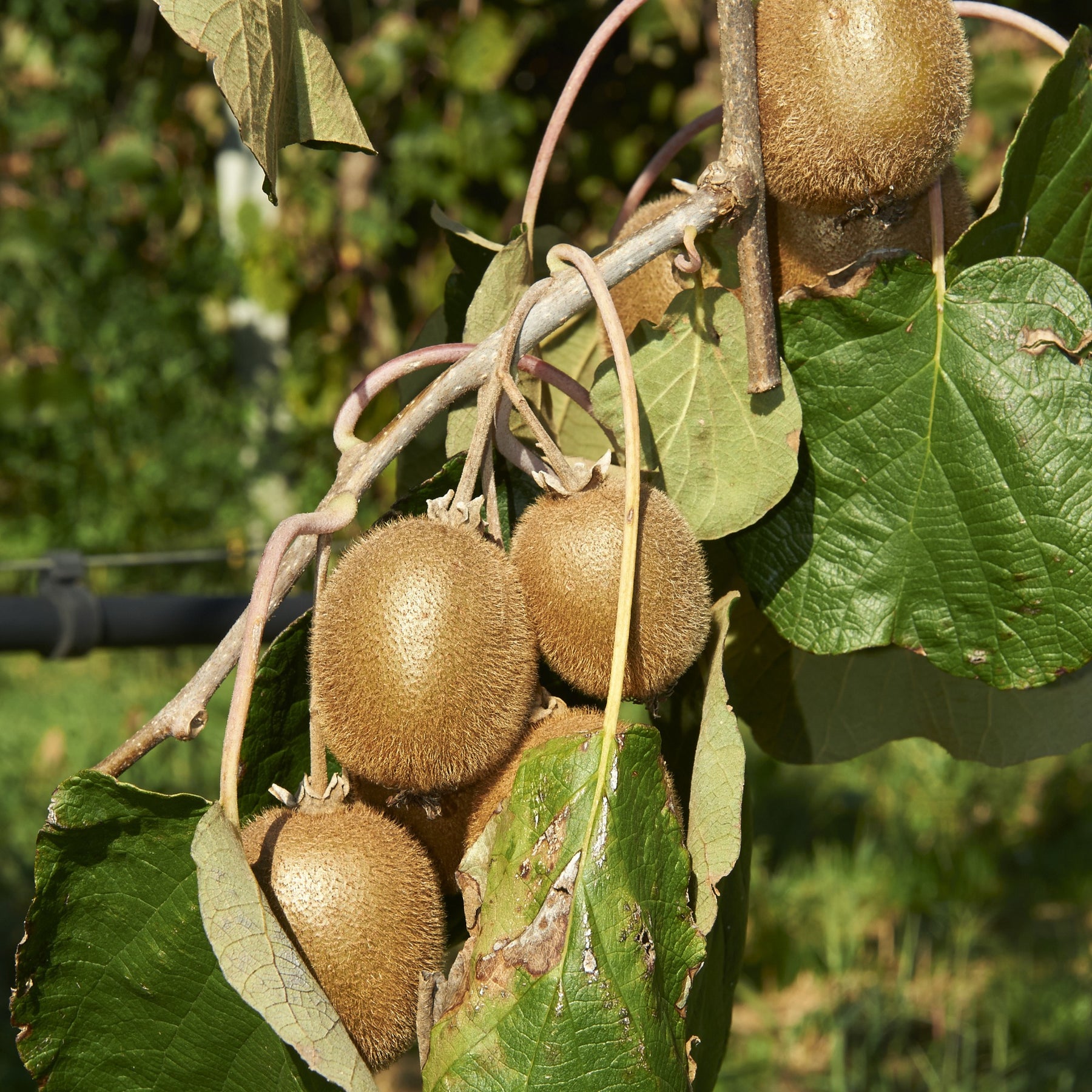 Collection de 3 fruitiers d'été : Figuier, Mûrier, Kiwi - Morus nigra 'mulle', ficus gustissimo 'perretta', actinidia delciosio - Plantes