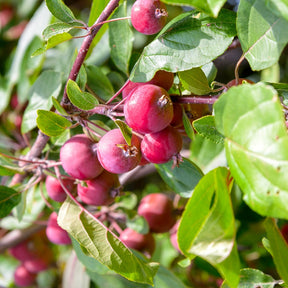 Pommier d'ornement Red Sentinel - Malus red sentinel - Plantes