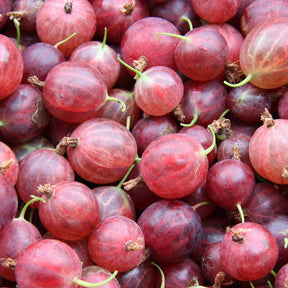 Groseillier à maquereau Hinnonmäki Rouge - Ribes uva-crispa 'hinnonmäki röd' - Plantes