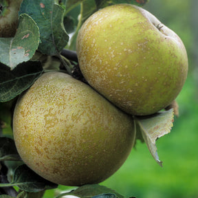 Pommier Grise du Canada - Malus domestica 'reinette grise du canada' - Plantes