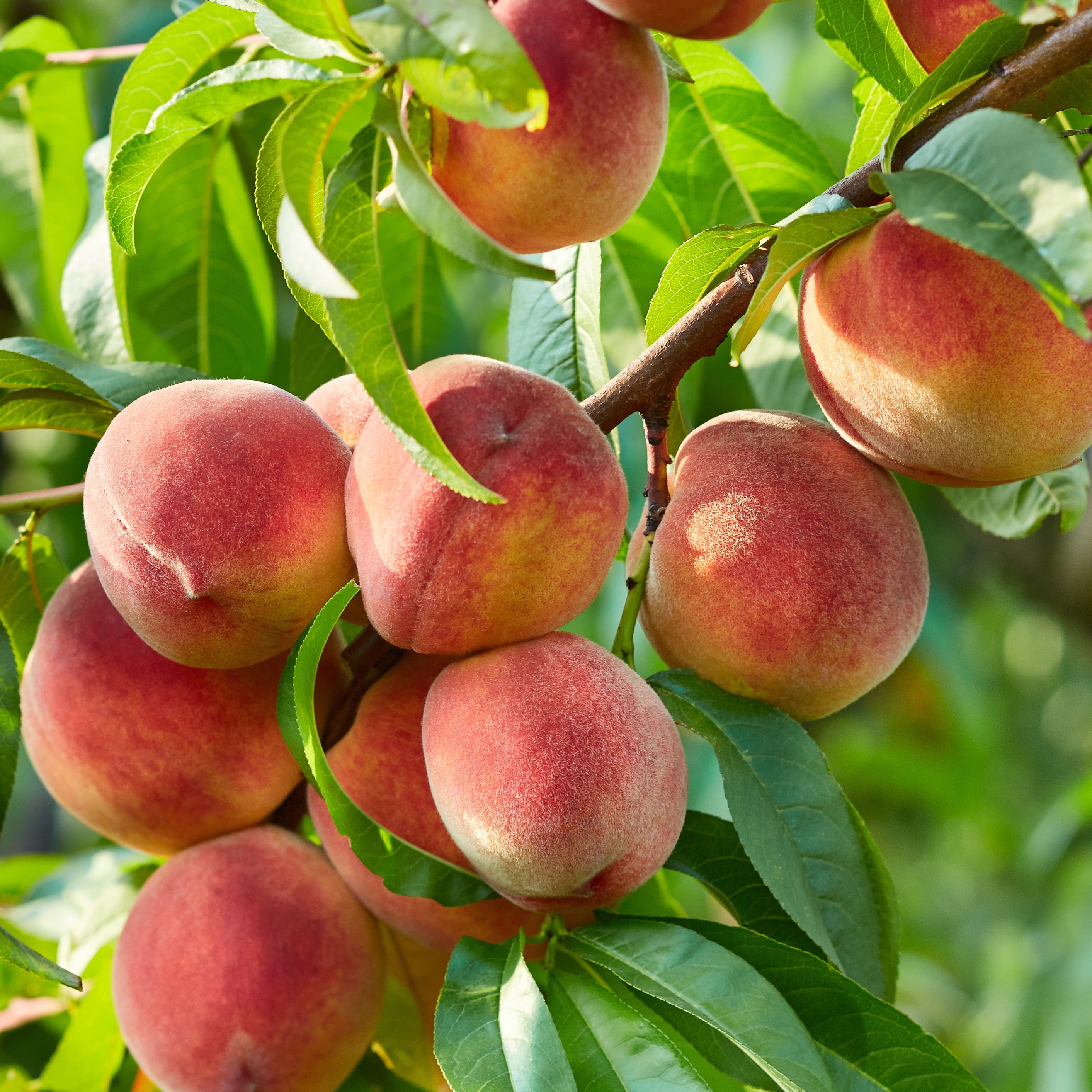 Pêcher Dixired - Prunus persica 'dixi red' - Plantes