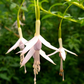 Fuchsia de Magellan Sharpitor - Fuchsia magellanica sharpitor - Plantes