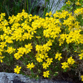 Genêt piquant d'Espagne - Genista hispanica - Plantes