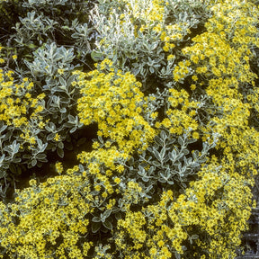 Senecio compacta Drysdale - Senecio compacta drysdale - Arbustes