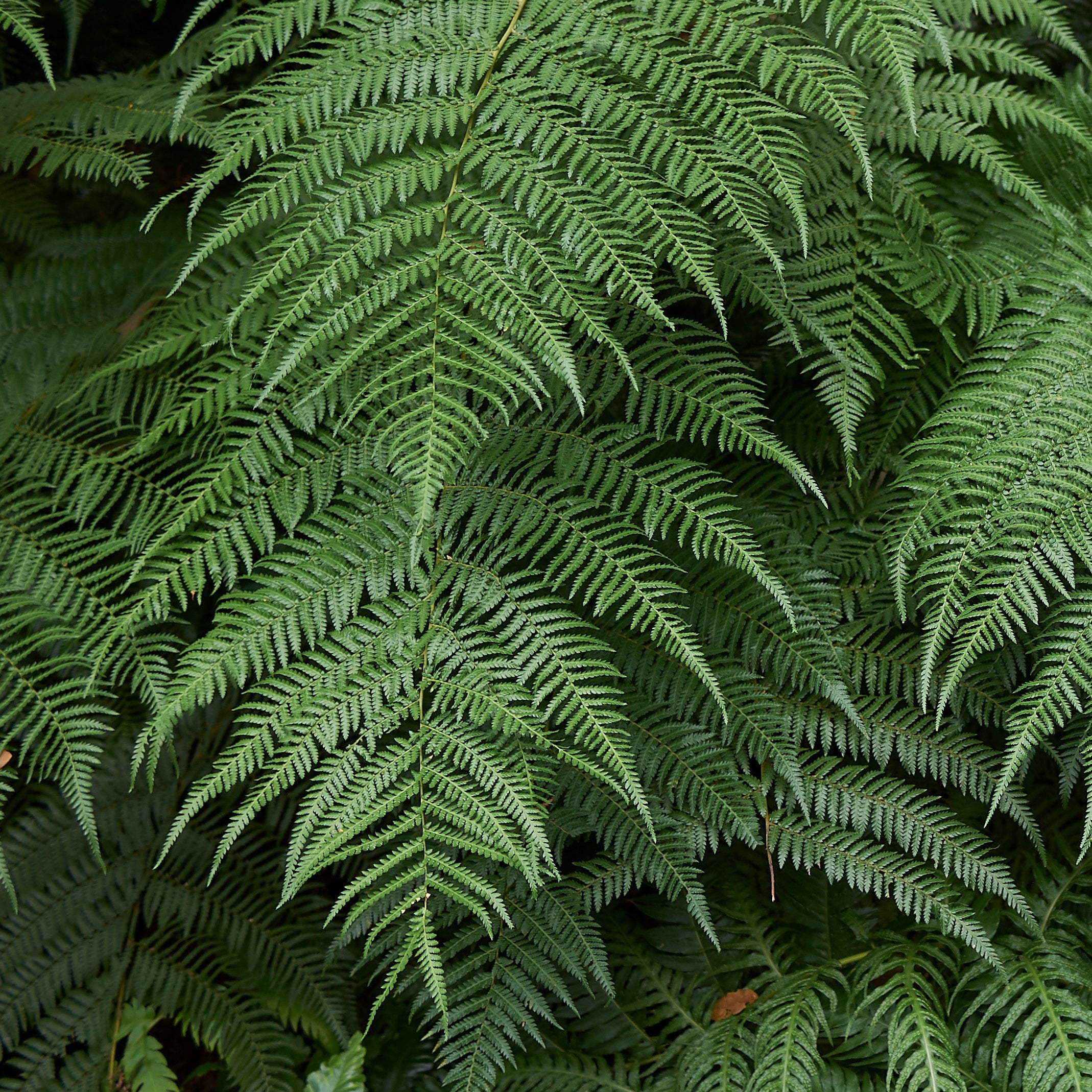 Fougère arborescente de Tasmanie - Dicksonia antarctica - Fougères