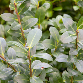 3 Houx Mutchagara - Ilex maximowicziana kanehirae - Plantes