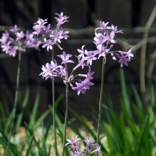 3 Tulbaghia violacea - Tulbaghia violacea - Plantes