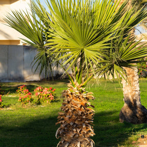 Palmier à jupon du Mexique - Washingtonia robusta - Plantes