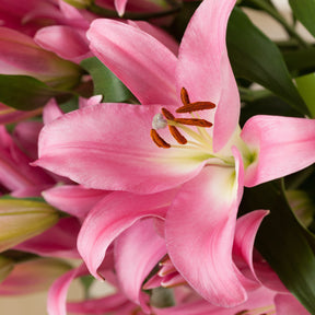 3 Lis Foxtrot - Lilium 'foxtrot' - Plantes