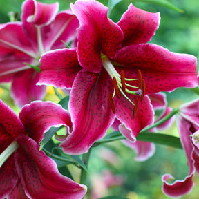 3 Lis orientaux Corvara - Lilium 'corvara' - Plantes