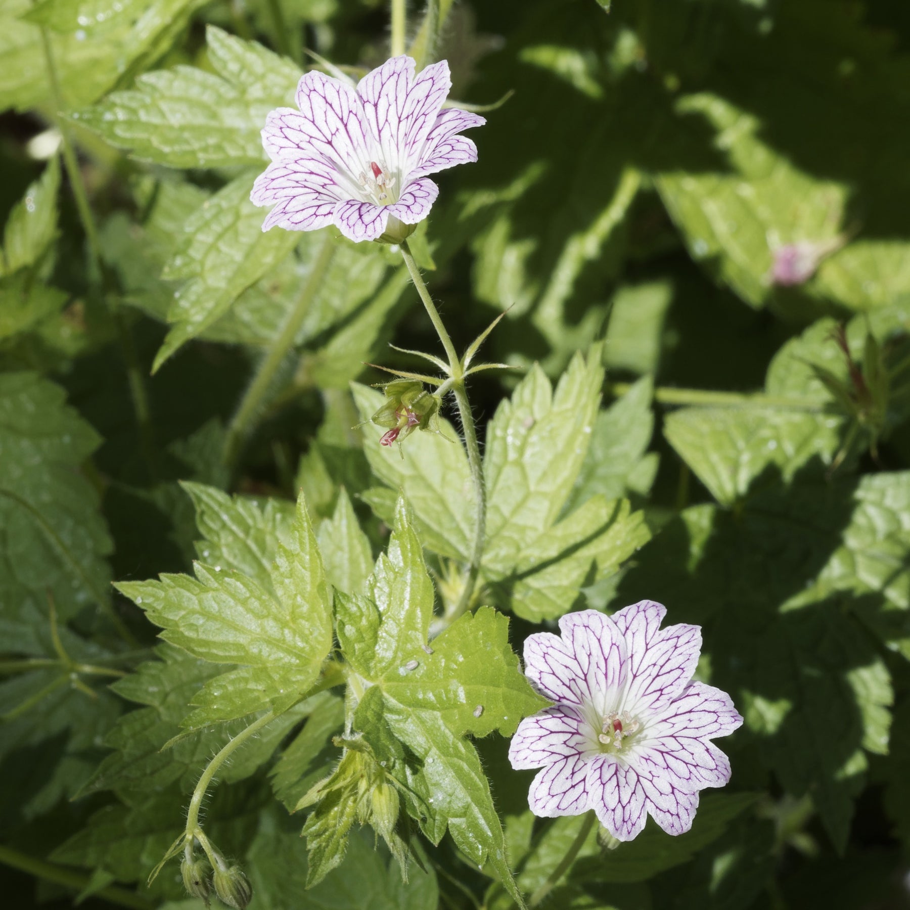 9 Géraniums vivaces en mélange - Geranium oxonianum katharine adèle , himalayense, - Géraniums vivaces