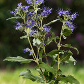 Caryopteris Good as Gold - Caryopteris clandonensis good as gold 'novacargol' - Plantes