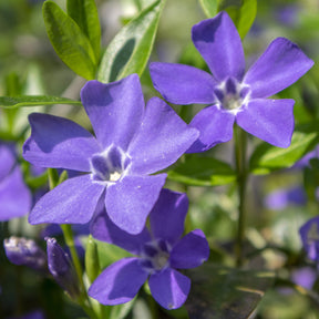 Petite pervenche Gruner Teppich - Vinca minor 'grüner teppich' - Plantes vivaces