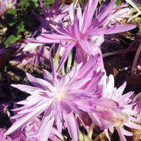 Colchique d'automne Waterlily - Colchicum 'waterlily' - Plantes